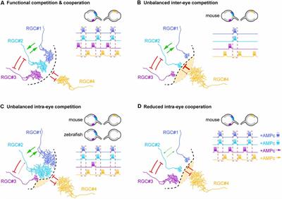 Retinal Axon Interplay for Binocular Mapping